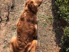 -宠福鑫康馨动物医院·骨科·眼科