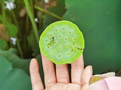 -陈家山荷花公园