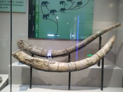-安徽省地质博物馆