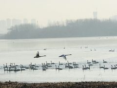 -盐城丹顶鹤湿地生态旅游区