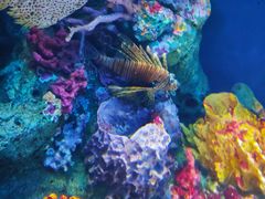 -暹罗海洋世界
