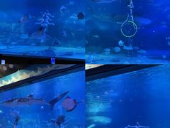 -烟台海昌鲸鲨海洋公园