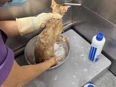-北京观赏动物医院·24小时大型综合·猫专科·异宠专科