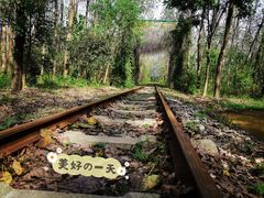 -合肥滨湖国家森林公园