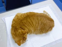 -太原东方动物医院(小店分院)