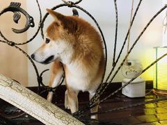 -喜柴咖啡·柴犬狗咖