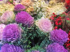 -循礼门鲜花花市(武汉循礼门店)