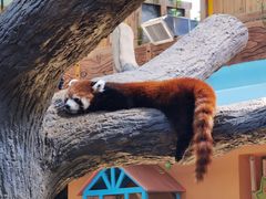 -石家庄市动物园