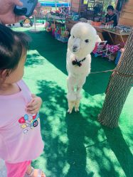 -萌宠亲子动物乐园(槐房万达店)