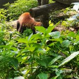 大熊猫