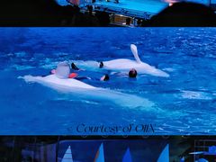 -海合安武汉极地海洋公园