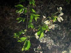 -西北湖绿化广场