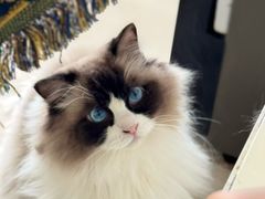 -平行世界·猫咖(首经贸店)