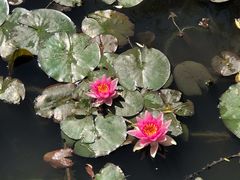-莲花池公园