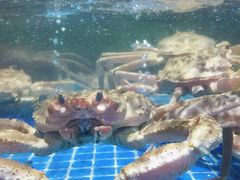 -日照海滨国家森林公园