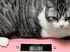-创凡宠物医院·骨专科  猫科中心(西乡分院)