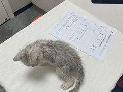 -东莞宠友24H宠物中心医院·转诊夜诊·异宠(新河北路院)