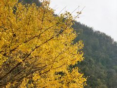 -千年银杏谷文化旅游区