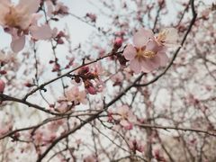 -桃花堤公园
