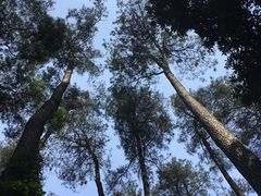 -三门江国家森林公园