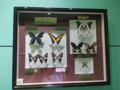 -上海昆虫博物馆