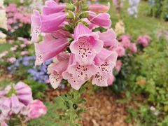 -深圳国际园林花卉博览园