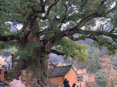 -杨家堂村