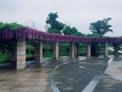 假的紫藤花-歌斐颂巧克力小镇