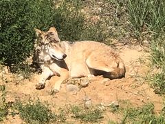 -鄂尔多斯野生动物园