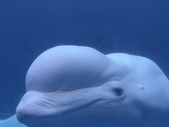 -大连圣亚海洋世界