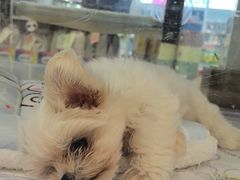 -翊宠yipet猫狗购宠庄园犬舍•猫舍