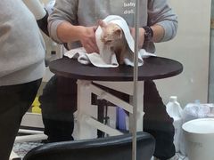 -momokira米努特·德文卷毛猫·棉花面纱犬