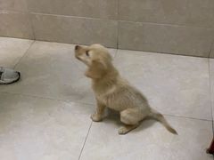 -艾贝尔宠物医院·狂犬免疫点(江山金象城店)