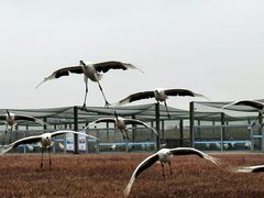 -盐城丹顶鹤湿地生态旅游区