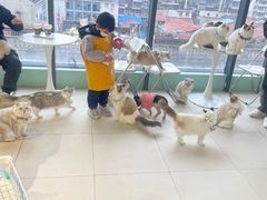 -怪兽屋·羊驼·猫咖·狗咖(俊华广场店)