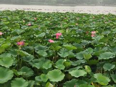 -大兴滨河森林公园