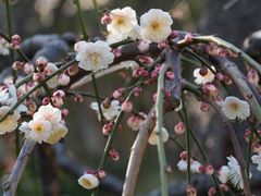 -莘庄公园