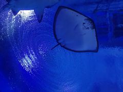-海合安武汉极地海洋公园