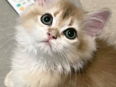 -宠颐生汉谟拉比宠物医院