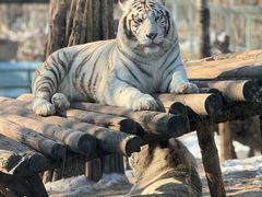 -北京野生动物园