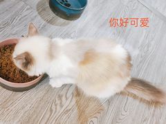 -猫十亿·布偶金渐层·曼基康矮脚猫舍(青年路店)