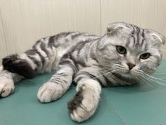 -佳怡动物医院·平价24小时·猫专科骨外科