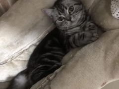 -关爱宠物医院·猫科中心·消化科(滨湖万达分院)