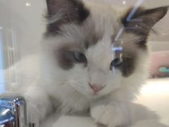 -龟与熊猫宠物公园(南坪店)