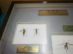 -上海昆虫博物馆