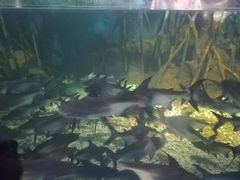 -临沂极地海洋王国