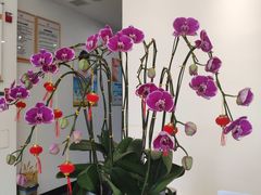 -土豆口腔(凤凰北总店)