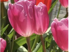 -溪岸路花鸟市场