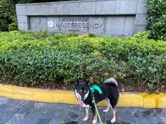 -上海崇明金茂凯悦酒店