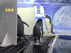 -重庆欢乐海底世界